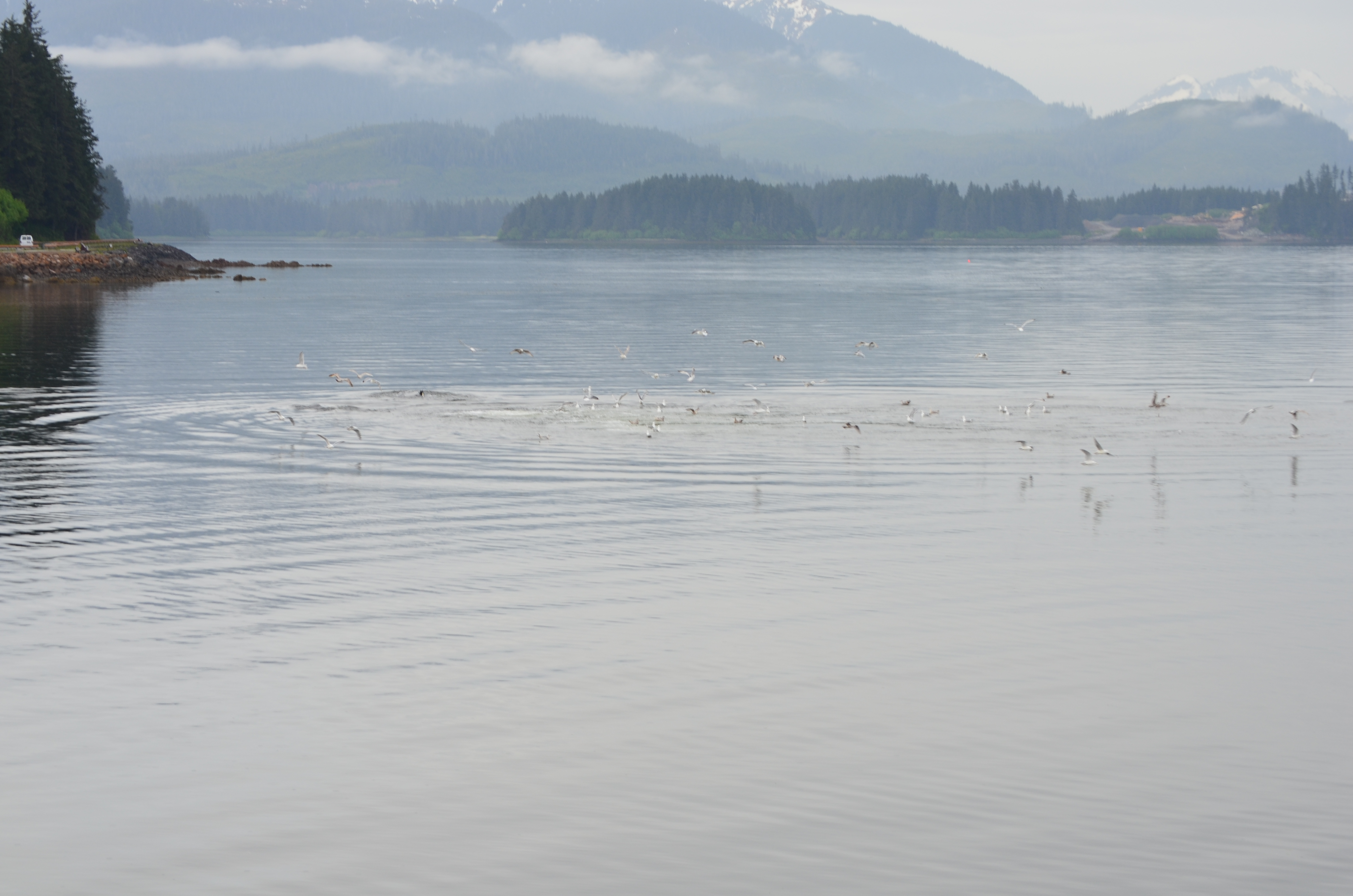 ./2017/08 - Alaska Cruise/10 - Icy Strait Point/DSC_0230.JPG